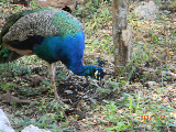 Peacock at the Cenote